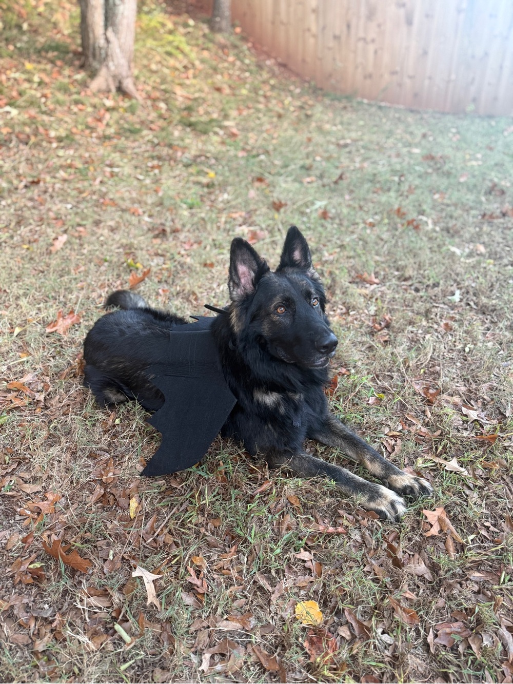 Dog XL Bat Wings Halloween Costume - Picture 4 of 5